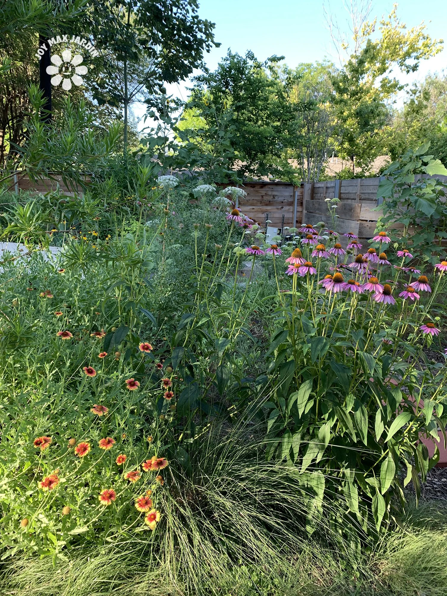 Texas Forever Wildflower Mix — Joy Max Jardín
